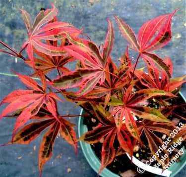 Acer palmatum 'Geisha Gone Wild' - mapleridgenursery